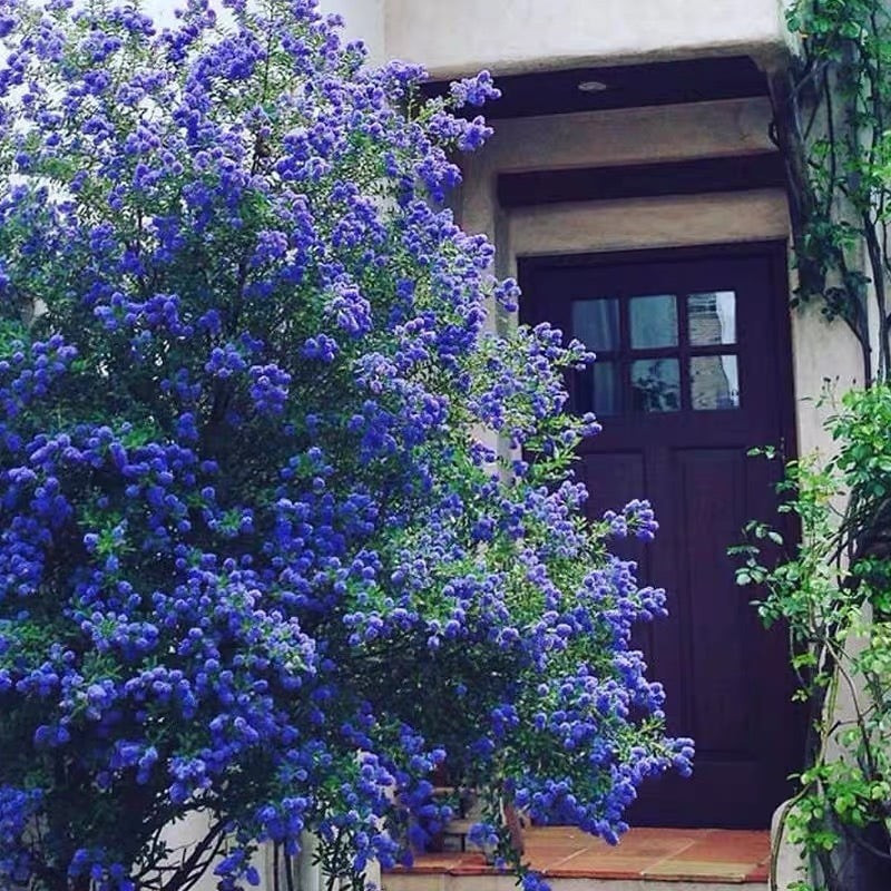 Mùi hương cỏ tươi mát từ loài hoa này gợi cảm giác dễ chịu như vừa bước qua một cơn mưa đầu hạ, đánh thức mọi giác quan và tạo cảm hứng sống tích cực.