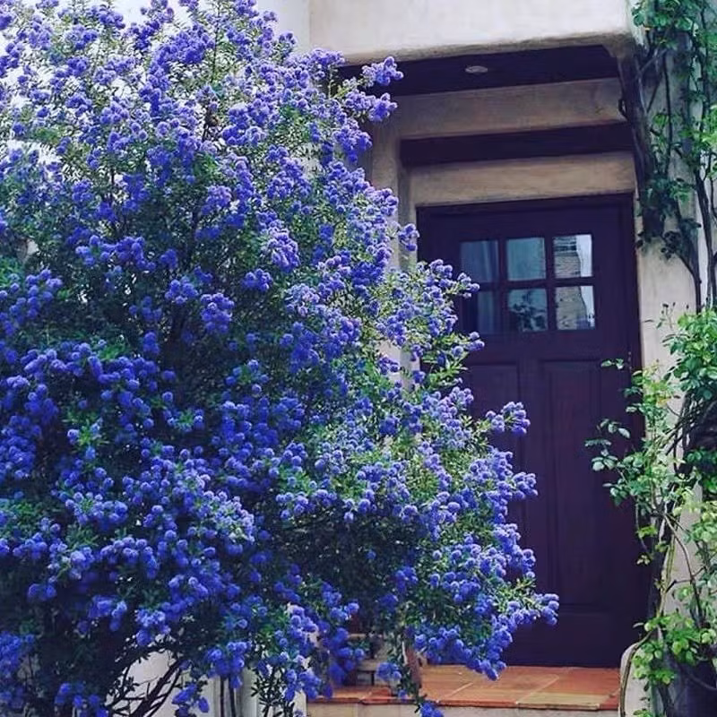 Mùi hương cỏ tươi mát từ loài hoa này gợi cảm giác dễ chịu như vừa bước qua một cơn mưa đầu hạ, đánh thức mọi giác quan và tạo cảm hứng sống tích cực.