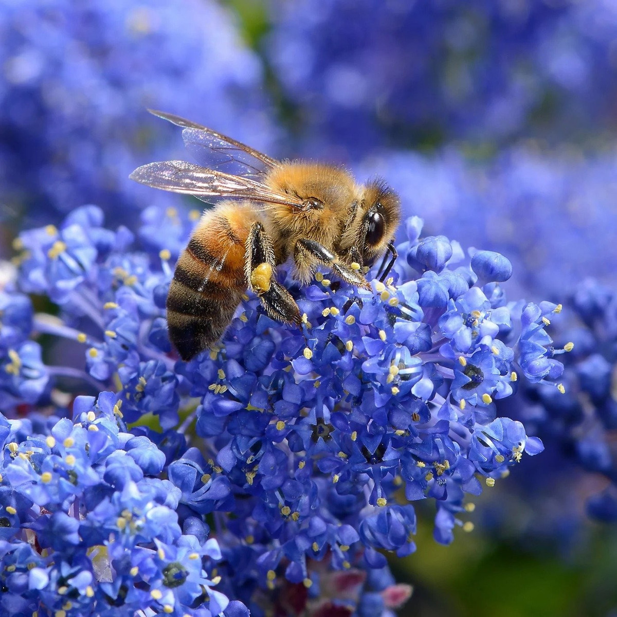 Khi đến mùa, hoa nở rộ thành từng khối xanh lam rực rỡ, như xé toạc bầu trời để rải lên cây. Cảnh tượng này khiến người xem 'nín thở' vì quá đẹp.