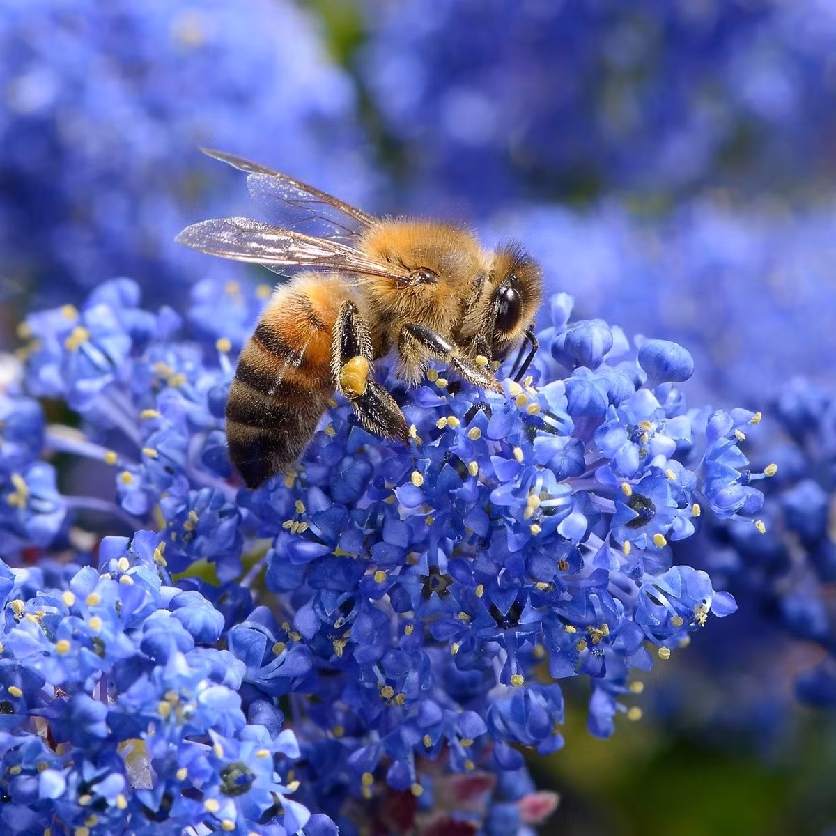 Khi đến mùa, hoa nở rộ thành từng khối xanh lam rực rỡ, như xé toạc bầu trời để rải lên cây. Cảnh tượng này khiến người xem 'nín thở' vì quá đẹp.