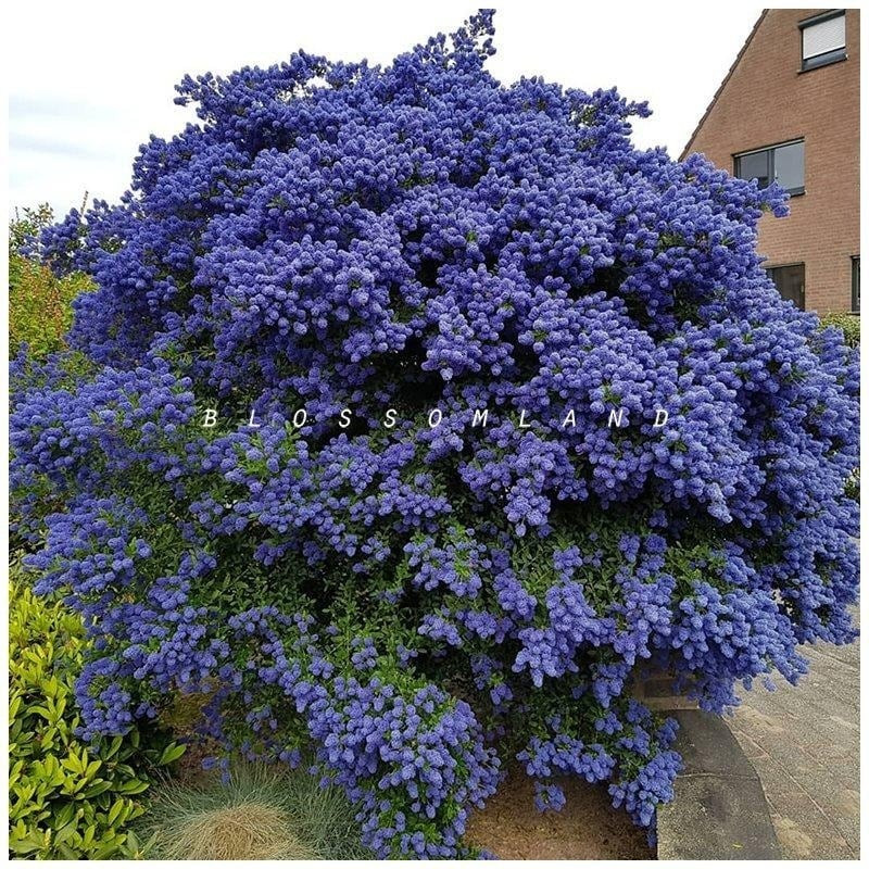 Mùa hè, cần tránh nhiệt độ cao trên 35°C để bảo vệ cây. Mùa đông, cây chịu lạnh tốt, một số giống sống được ở -24°C – quá lý tưởng cho mọi khí hậu.