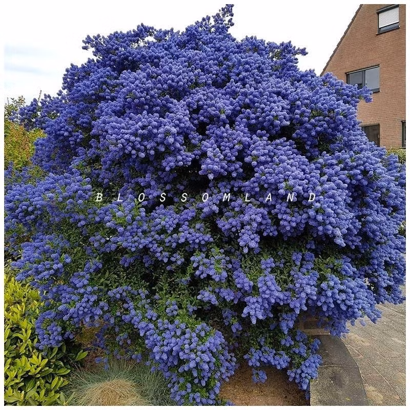 Mùa hè, cần tránh nhiệt độ cao trên 35°C để bảo vệ cây. Mùa đông, cây chịu lạnh tốt, một số giống sống được ở -24°C – quá lý tưởng cho mọi khí hậu.