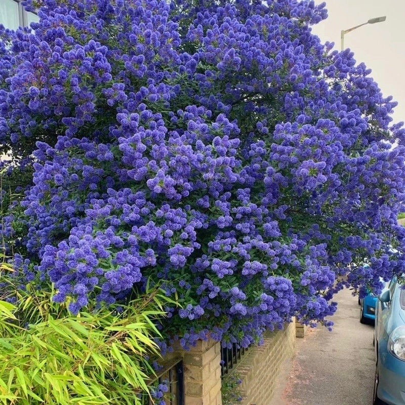 Cây cảnh tử đinh hương California (California Lilacs) khiến dân mạng mê mẩn với sắc hoa xanh biếc như biển mây, đẹp đến nao lòng và viral khắp các nền tảng.