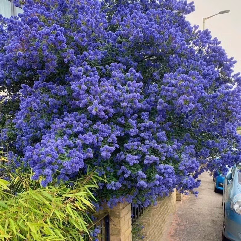 Cây cảnh tử đinh hương California (California Lilacs) khiến dân mạng mê mẩn với sắc hoa xanh biếc như biển mây, đẹp đến nao lòng và viral khắp các nền tảng.