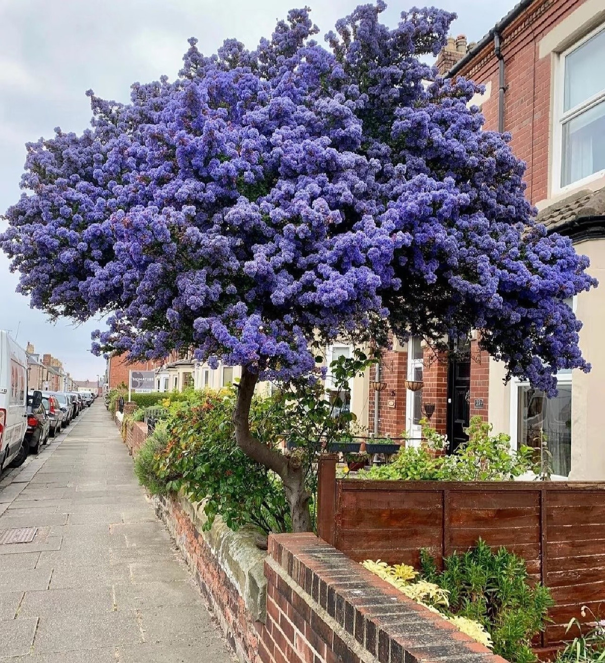 Cây cảnh tử đinh hương California còn được mệnh danh là 'trà Mỹ' – biểu tượng phong thủy mang lại may mắn, hạnh phúc và năng lượng tích cực cho gia chủ.