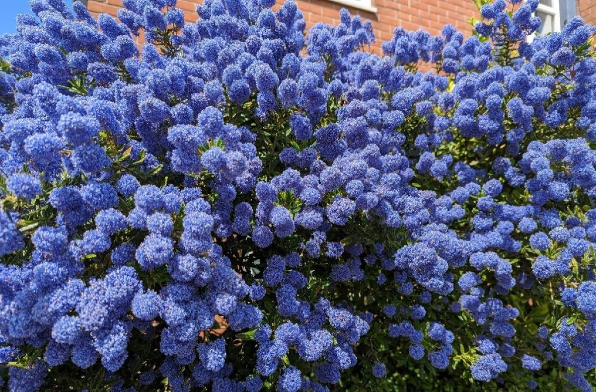 Giữa phố thị xô bồ, sắc xanh lam của tử đinh hương nổi bật như một ‘liều thuốc an yên’, giúp thanh lọc tâm trí và tạo không gian sống chill đúng nghĩa.