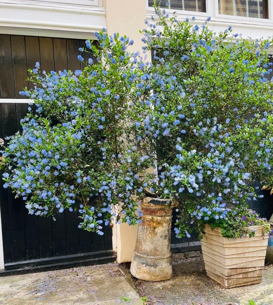 Nếu bạn tìm kiếm một cây cảnh đẹp, phong thủy tốt, lại dễ chăm, thì tử đinh hương California chính là 'ứng cử viên sáng giá' làm bừng sáng không gian sống.