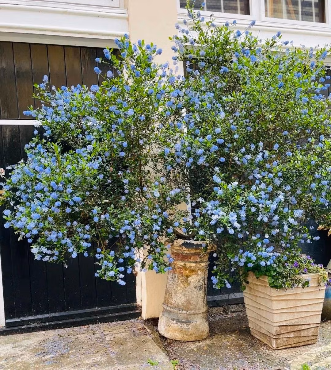 Nếu bạn tìm kiếm một cây cảnh đẹp, phong thủy tốt, lại dễ chăm, thì tử đinh hương California chính là 'ứng cử viên sáng giá' làm bừng sáng không gian sống.