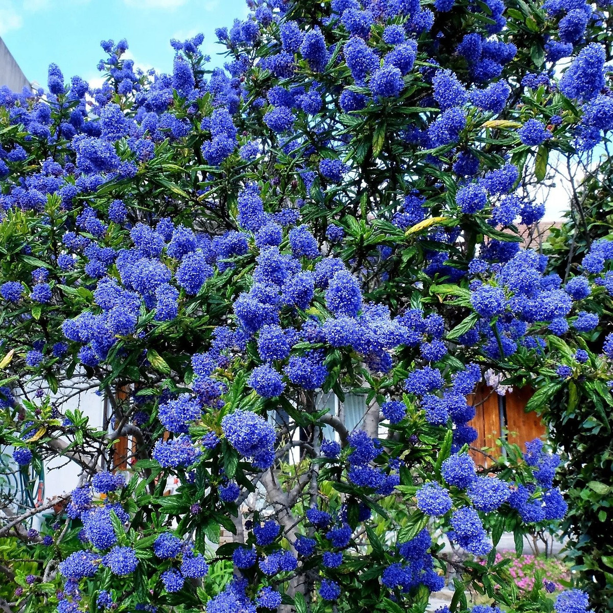 Cây tử đinh hương California dễ trồng, ưa sáng, ít sâu bệnh, sống bền và xanh quanh năm – hội tụ đủ tiêu chí của một cây cảnh 'chuẩn đẹp, chuẩn sang'.