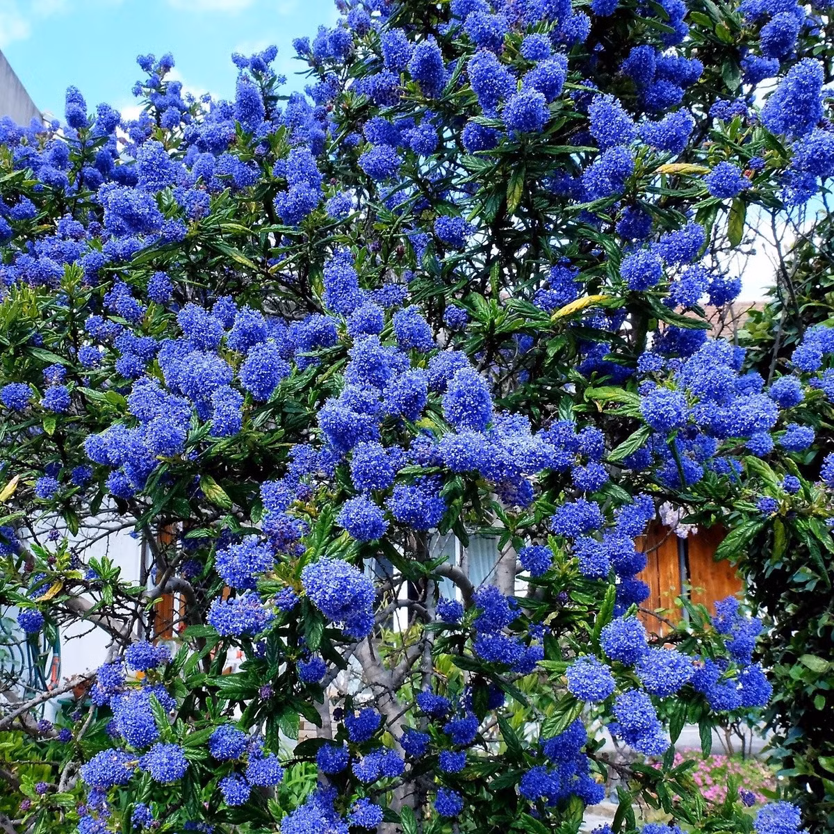 Cây tử đinh hương California dễ trồng, ưa sáng, ít sâu bệnh, sống bền và xanh quanh năm – hội tụ đủ tiêu chí của một cây cảnh 'chuẩn đẹp, chuẩn sang'.