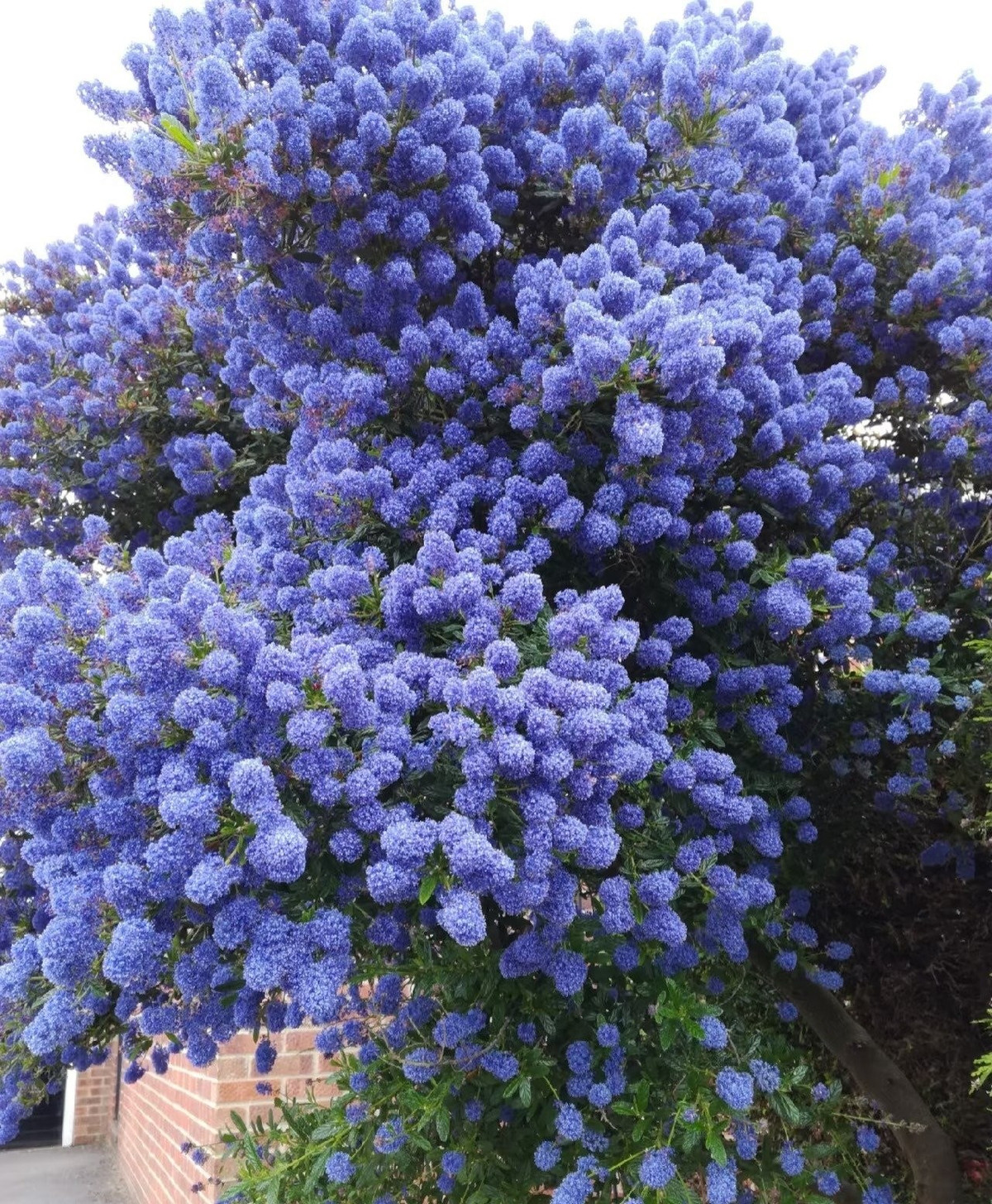 Với sắc xanh lam hiếm có, tử đinh hương California như ánh bình minh rực rỡ, thu hút giới chơi cây cảnh săn đón vì vẻ đẹp phong thủy và độc đáo.