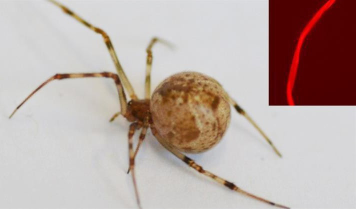 Loài nhện Parasteatoda tepidariorum được chọn vì có cấu trúc gene phù hợp và dễ nuôi trong môi trường thí nghiệm.(Ảnh: Thanh niên Việt)