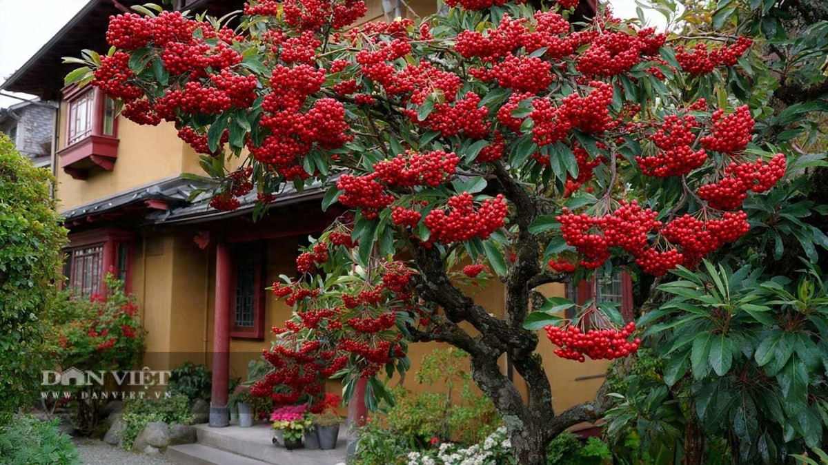 2. Cây cảnh: Táo gai (Pyracantha). Táo gai nổi bật với những chùm quả đỏ rực vào mùa thu, tượng trưng cho tài lộc, bội thu và không khí lễ hội. Người xưa tin rằng trồng táo gai trước nhà sẽ giúp mọi việc hanh thông, cuộc sống sung túc.