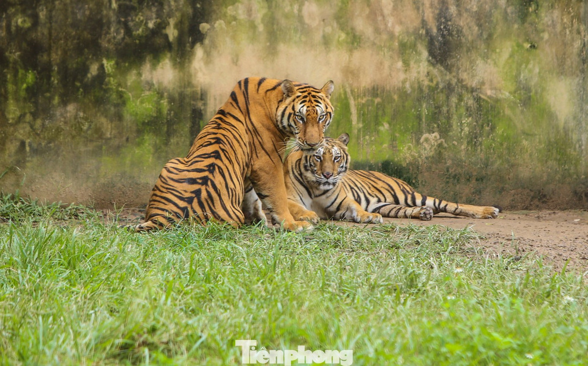 “Gia đình mong muốn sớm chuyển giao cho một đơn vị khác đủ điều kiện về kinh tế, môi trường để đàn hổ phát triển tốt hơn. Do việc nuôi đàn hổ khá tốn kém nên mong cơ quan chức năng sớm có phương án, hỗ trợ gia đình thực hiện việc chuyển giao”, ông Bạch cho hay.