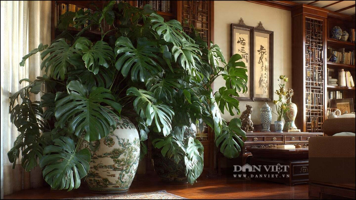 Trầu bà lá xẻ phù hợp với mọi phong cách nội thất – từ Bắc Âu, Indochine đến tối giản hay mộc mạc. Đặt cạnh sofa, kệ tivi hay lối vào đều như bước ra từ tạp chí.