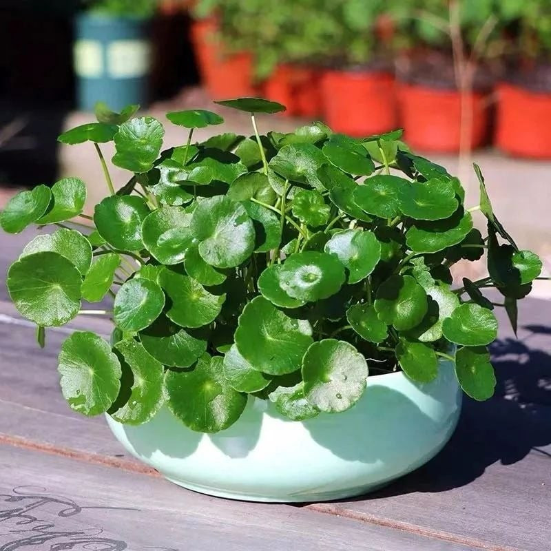 Cây nhỏ gọn, dễ chăm, dễ sống trong nước hoặc đất – chỉ cần đặt ở bàn làm việc là có thể thu hút vượng khí quanh năm.