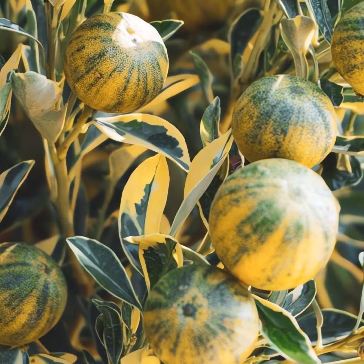 Lá, hoa, quả hội tụ đủ – một loại cây cảnh “đa năng” đúng nghĩa. Không chỉ đẹp bởi lá và hoa, quất cẩm thạch còn có quả ăn được, thơm mát, vị chua ngọt dịu nhẹ – rất thích hợp dùng làm đồ uống, món ăn hoặc trang trí.