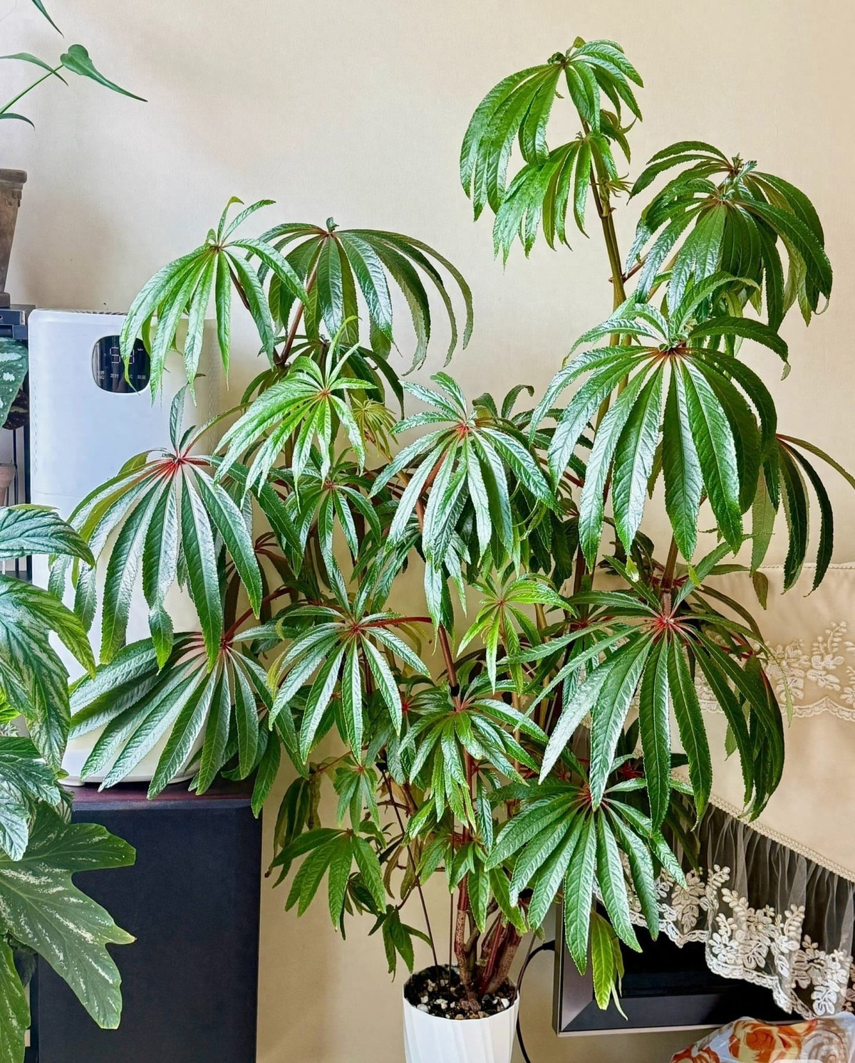 Bạn có thích những chiếc lá này không? Ảnh minh họa Toutiao