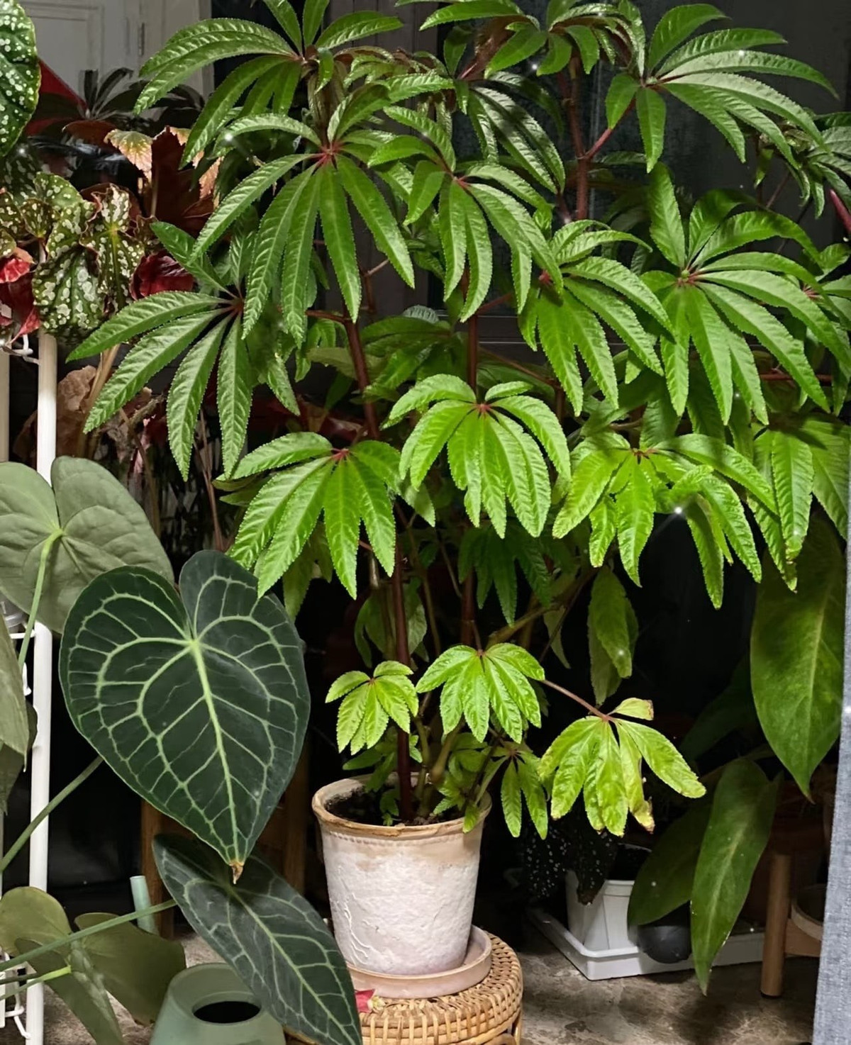 Cây cảnh này đẹp quá!. Ảnh minh họa Toutiao