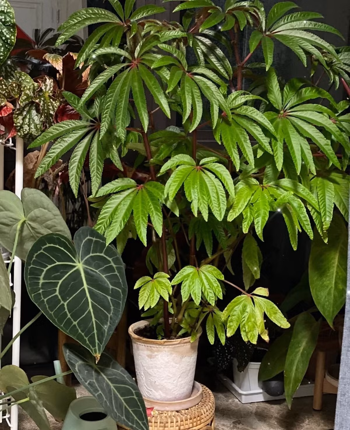 Cây cảnh này đẹp quá!. Ảnh minh họa Toutiao