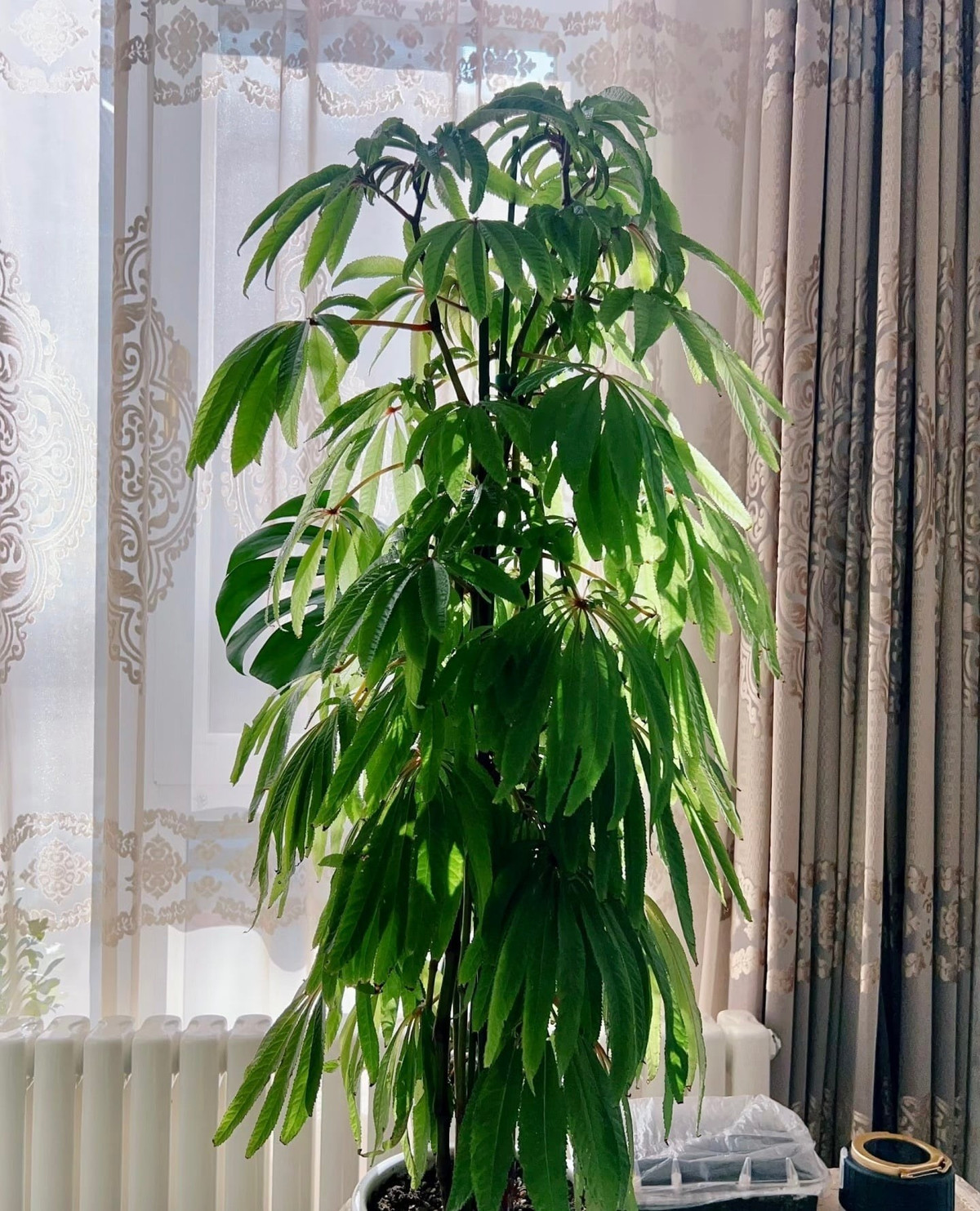 Hình dáng cây đẹp. Ảnh minh họa Toutiao