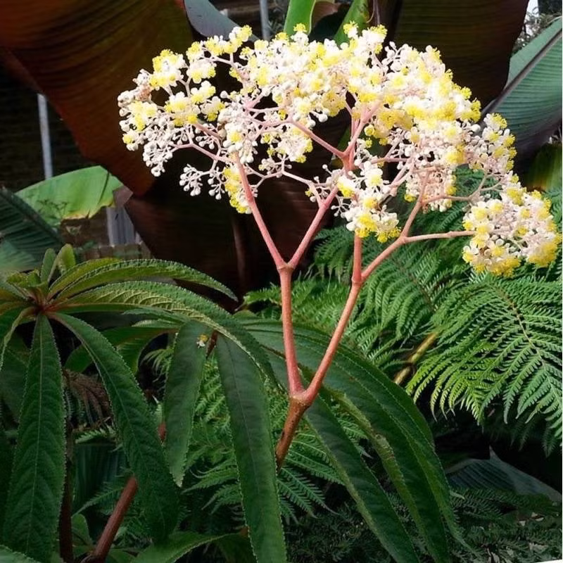 Hoa của cây cảnh thu hải đường lá cọ