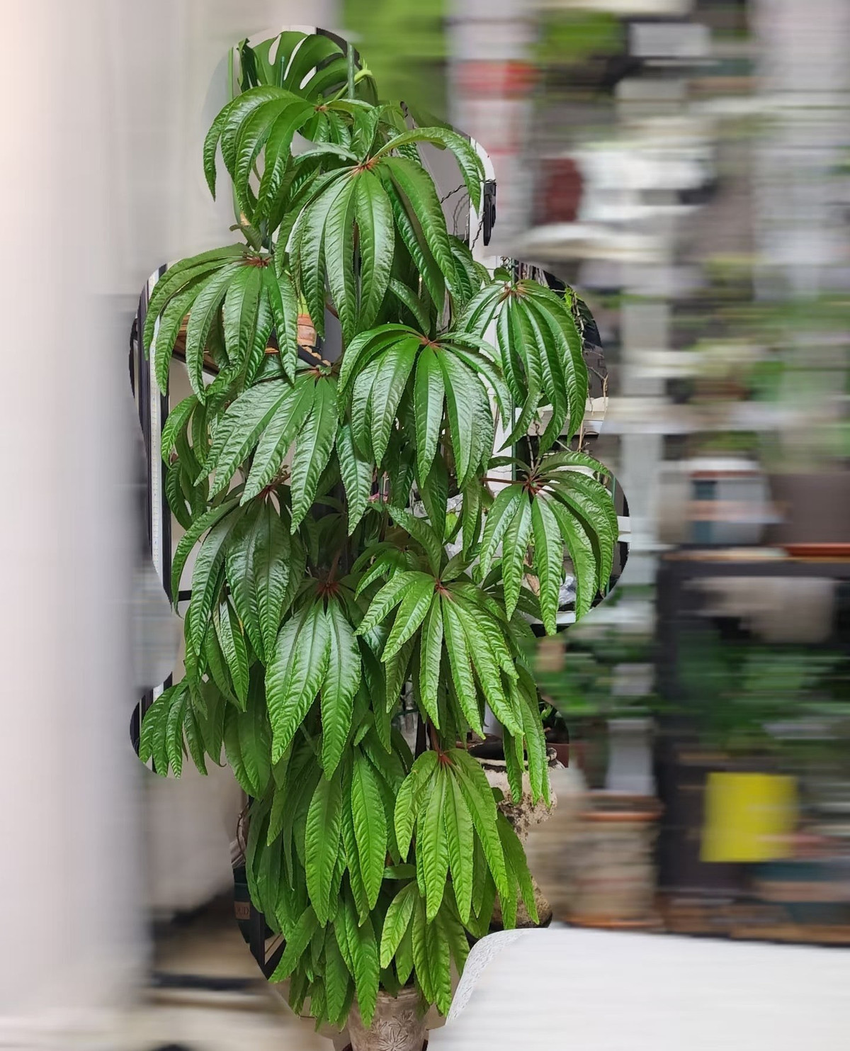 Cây chịu được bóng râm, có thể đặt ở nơi sáng sủa trong nhà. Ảnh minh họa Toutiao