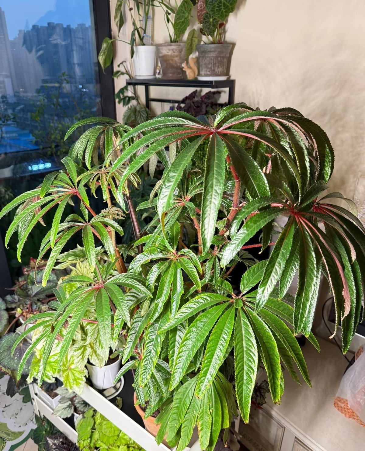 Lá cây có màu xanh tươi và bóng mượt. Ảnh minh họa Toutiao