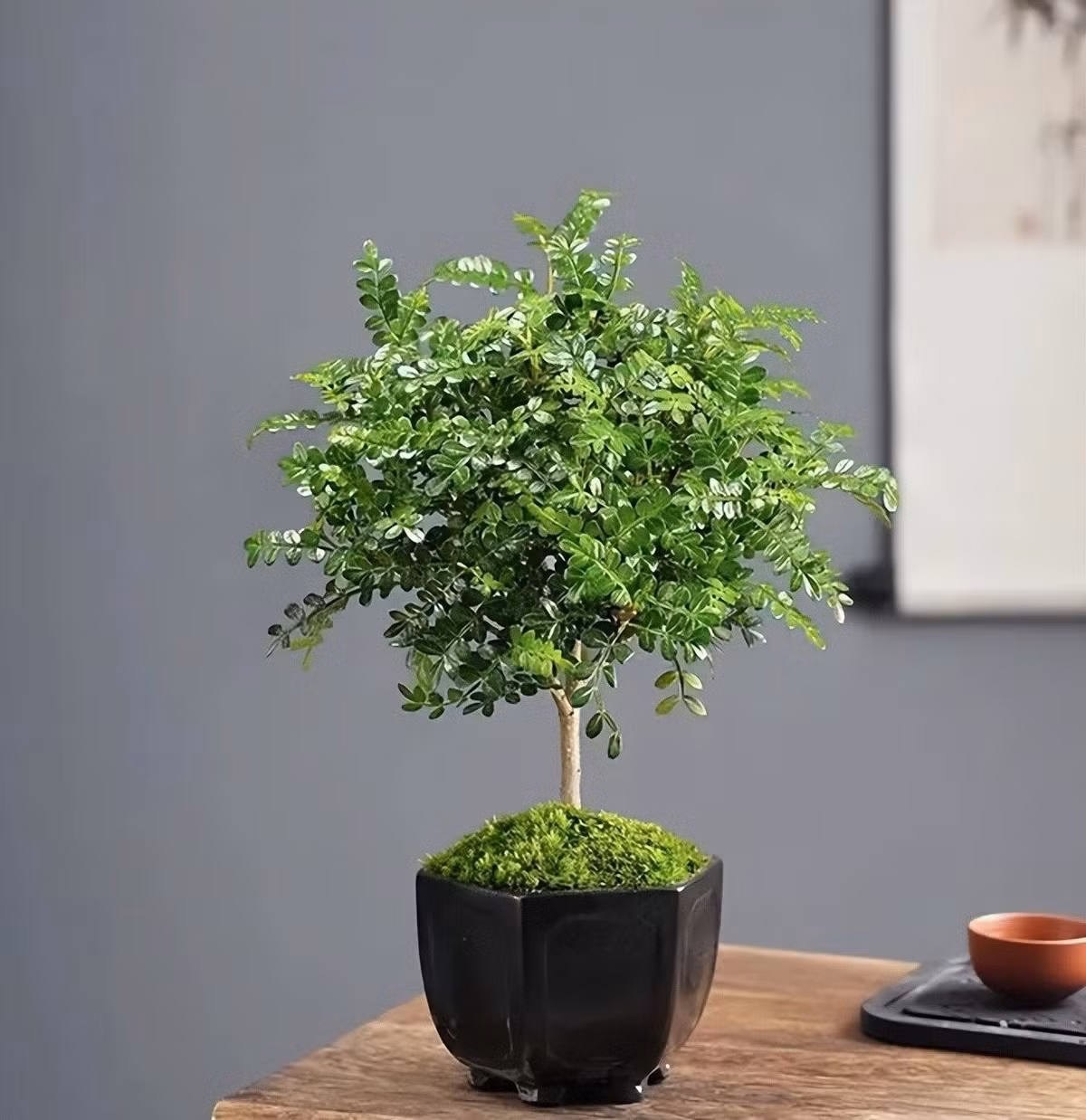 3. Thanh Hương Mộc – Gỗ thơm tự nhiên, mang lại không gian thanh bình: Cây có thân mảnh, cành hóa gỗ, lá nhỏ xinh và tỏa ra hương thơm sảng khoái. Đây là cây cảnh bonsai lý tưởng cho không gian sống thanh lịch.