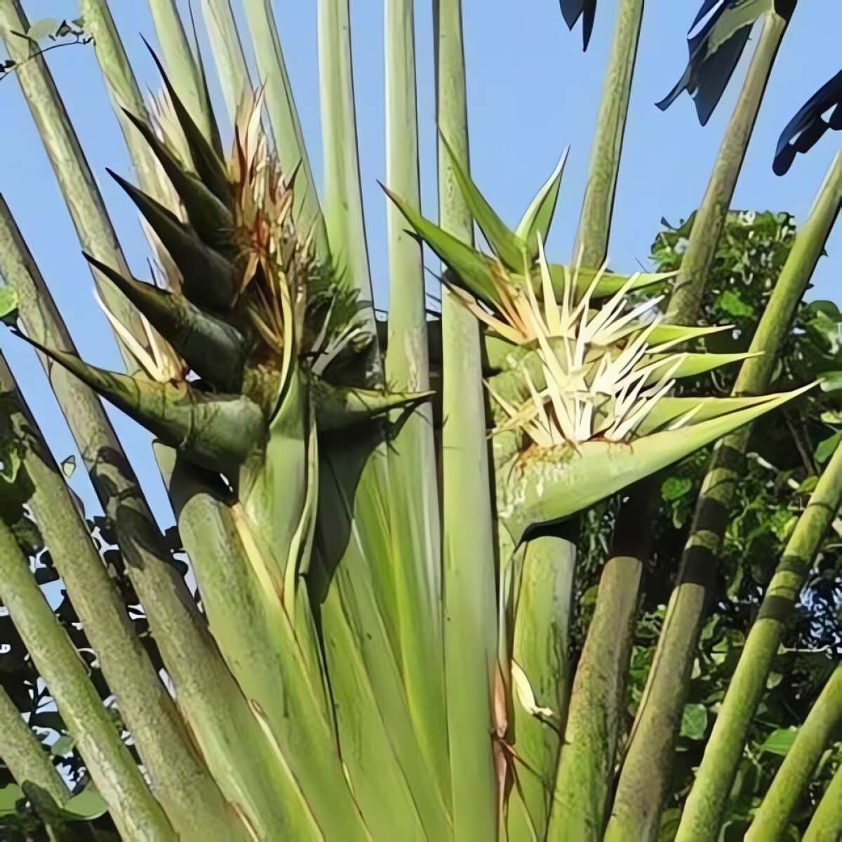 Cọ lữ khách được xem là hiện thân của vẻ đẹp nhiệt đới. Với hình dáng quạt khổng lồ và những chiếc lá mọc vươn cao, nó trở thành điểm nhấn nổi bật trong bất kỳ khu vườn nào.