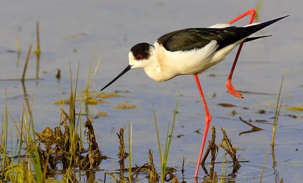 Đây là loài chim nước, có đôi chân màu đỏ nổi bật.