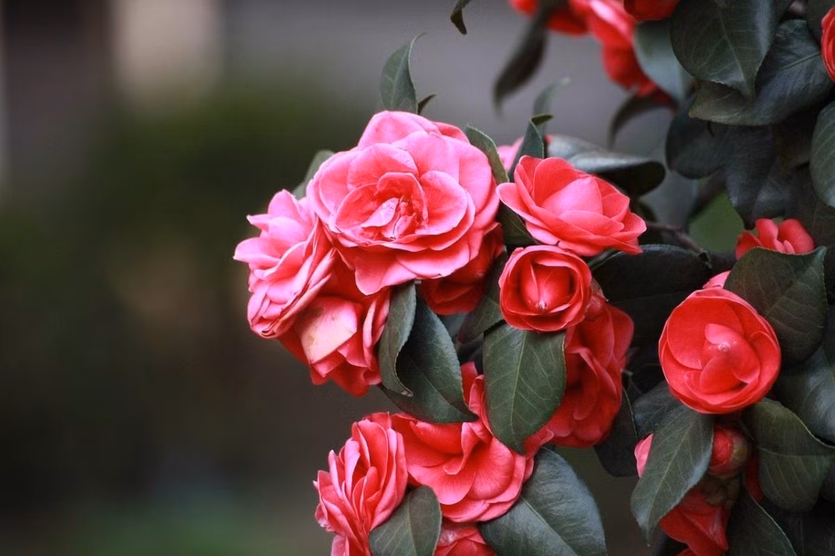 Cây hoa trà từ lâu đã được xem là biểu tượng của sự thịnh vượng, giàu sang và danh vọng.