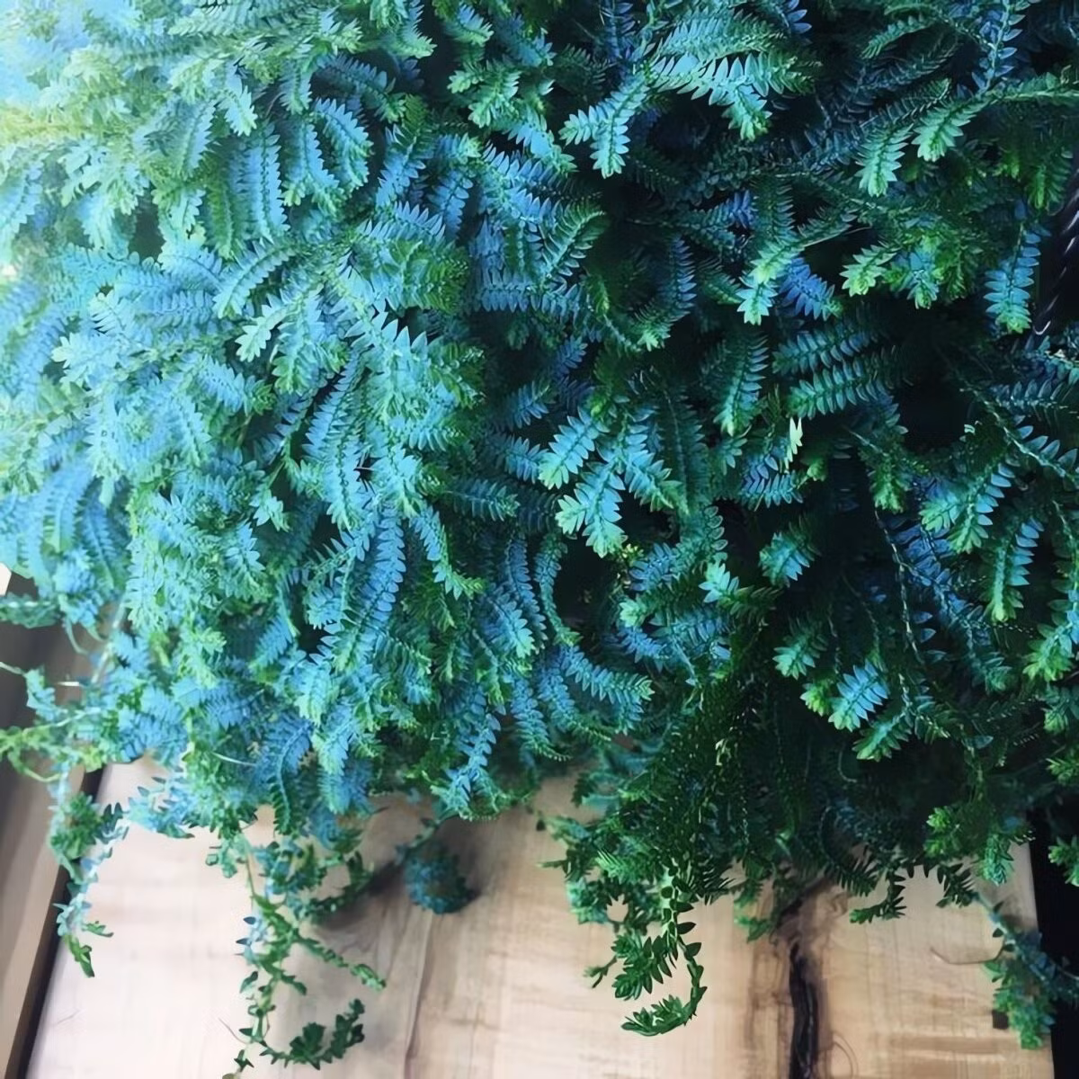 Ý nghĩa phong thủy: may mắn, thịnh vượng và cân bằng: Trong phong thủy, cỏ mây xanh biểu tượng cho sự bình yên, phát triển bền vững và cân bằng nội tâm – mang năng lượng tích cực cho gia chủ.