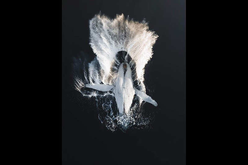 Nhiếp ảnh gia Yarrod Saw (Australia) với ảnh cá voi “Đột phá” – Giải hạng mục Thiên nhiên.