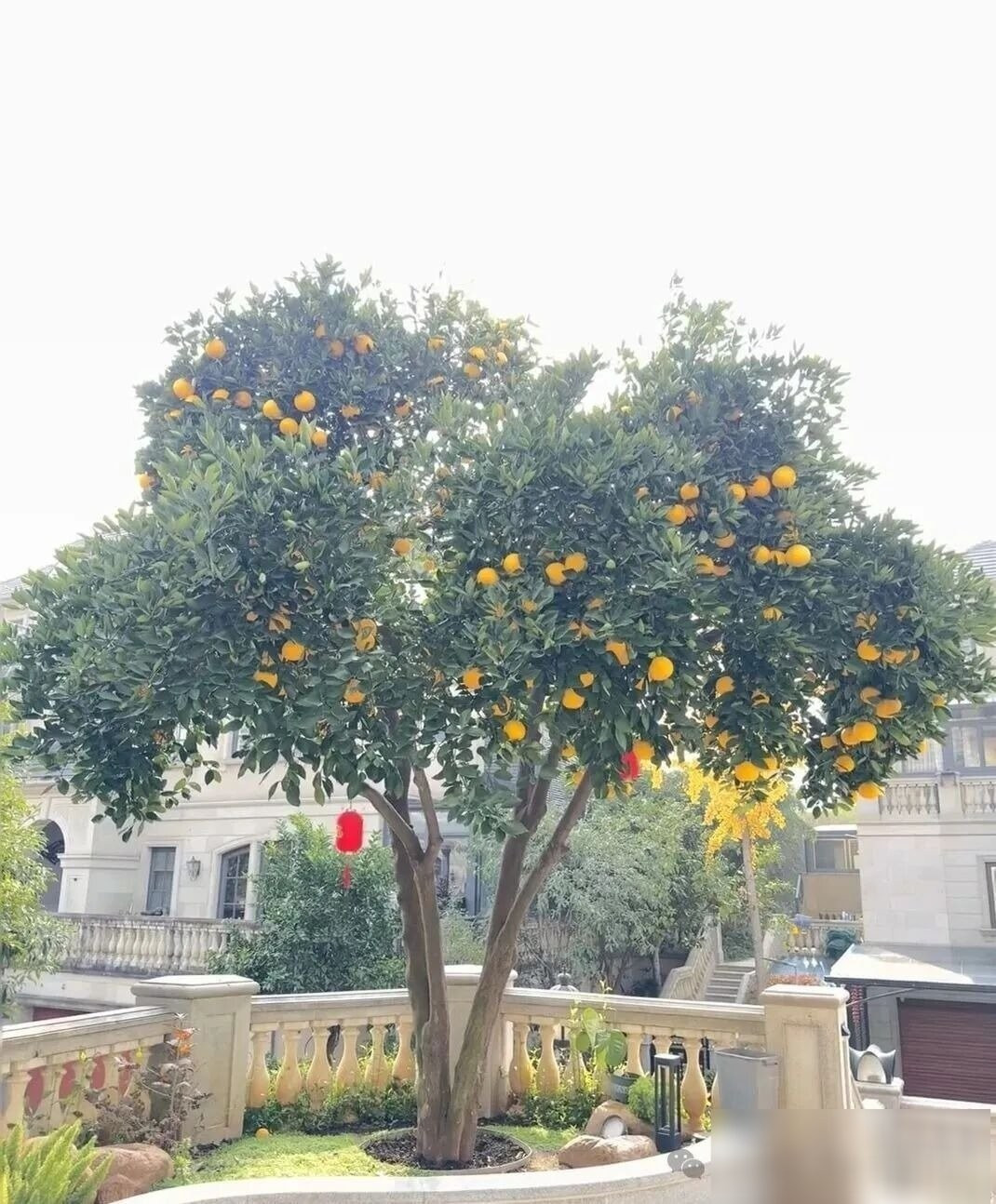 Cây bưởi: Bưởi là loại cây quen thuộc trong vườn Việt, gắn liền với hình ảnh no đủ và sum vầy. Người xưa coi quả bưởi tròn đầy, vàng ươm là biểu tượng cho tài lộc, phú quý và đoàn viên.