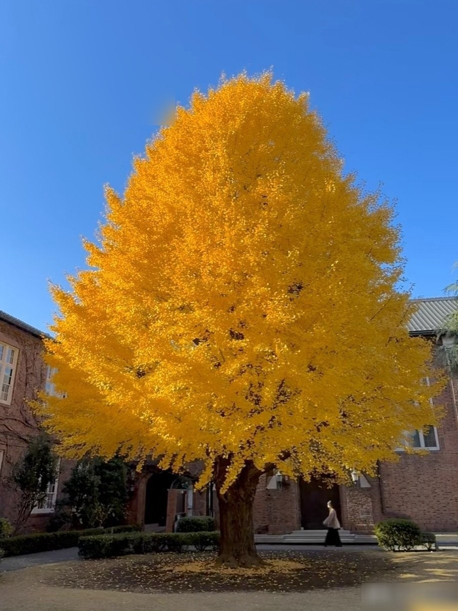 Theo phong thủy, trồng bạch quả trong sân tượng trưng cho sự trường tồn và phúc lộc bền lâu. Cây không cần chăm sóc cầu kỳ, vẫn sinh trưởng khỏe mạnh, chống chịu mưa gió, bảo vệ gia đạo bình an.
