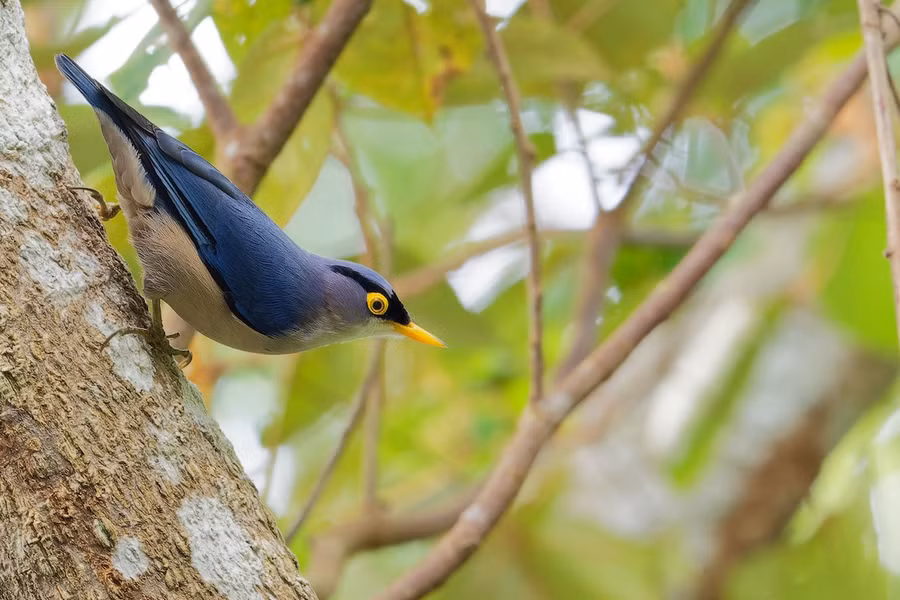 Trèo cây mỏ vàng (Sitta solangiae) dài 12 - 14cm, là loài định cư, hiếm và ít gặp tại Tây Bắc và Trung Bộ, có thể quan sát tại VQG Hoàng Liên Sa Pa, Bạch Mã, Chư Yang Sin, Bidoup Núi Bà…