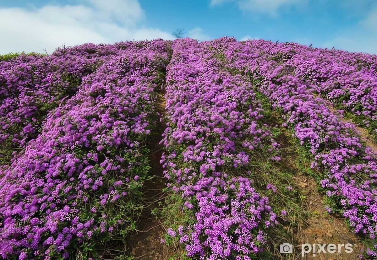 Dễ sống đến bất ngờ, gần như không cần chăm sóc. Cây không sợ hạn, không cần đất giàu dinh dưỡng, vẫn sinh trưởng tốt. Nếu bạn quên tưới vài ngày, cây vẫn xanh tốt như không có chuyện gì xảy ra.
