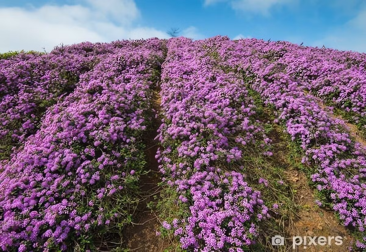 Dễ sống đến bất ngờ, gần như không cần chăm sóc. Cây không sợ hạn, không cần đất giàu dinh dưỡng, vẫn sinh trưởng tốt. Nếu bạn quên tưới vài ngày, cây vẫn xanh tốt như không có chuyện gì xảy ra.