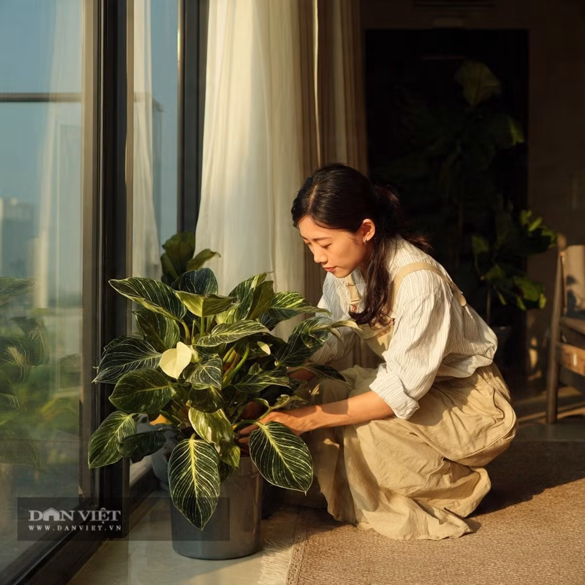 Trong phong thủy, trầu bà đế vương kim cương tượng trưng cho tài lộc, sự kiên định và thịnh vượng. Đặt cây ở phòng khách, ban công hay lối vào sẽ giúp xua đuổi tà khí, thu hút năng lượng tích cực và may mắn cho gia chủ.