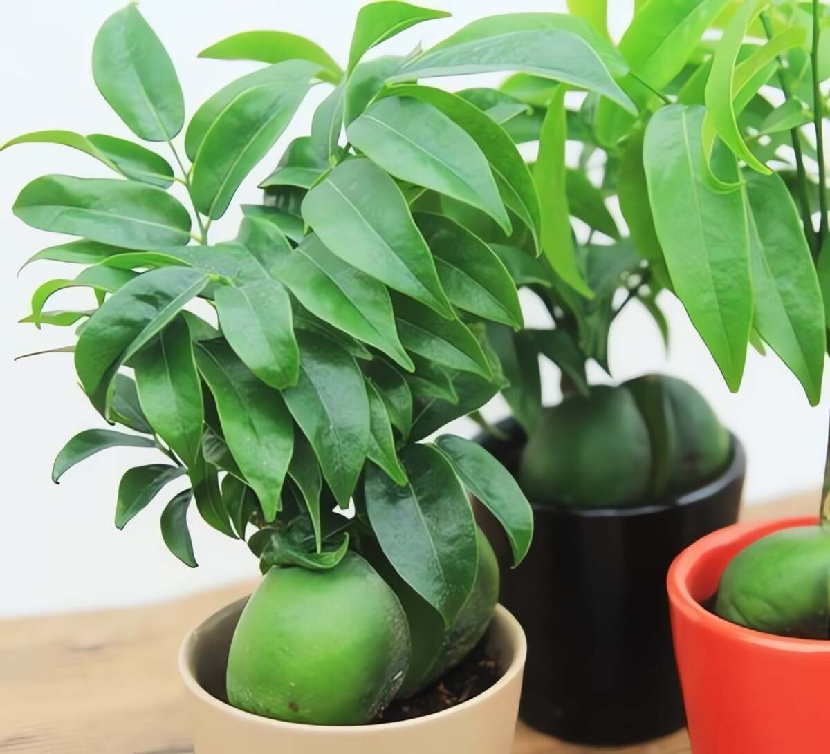 4. Cây nguyên bảo (thỏi vàng): Cây nguyên bảo còn gọi là cây thỏi vàng, nổi bật với hai lá mầm dày ở gốc giống hình thỏi vàng. Hình dáng đặc biệt này khiến cây trở thành biểu tượng thu hút tài lộc, rất hợp trưng Tết. Cây ưa môi trường bán râm, tránh nắng gắt trực tiếp.