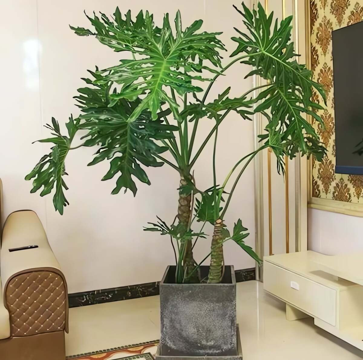 Cây có nhiều kích thước, phù hợp từ phòng ngủ đến phòng khách lớn. Trong phong thủy, trầu bà thanh xuân được cho là có tác dụng hút tài lộc, giữ trạch và tạo sinh khí cho ngôi nhà.