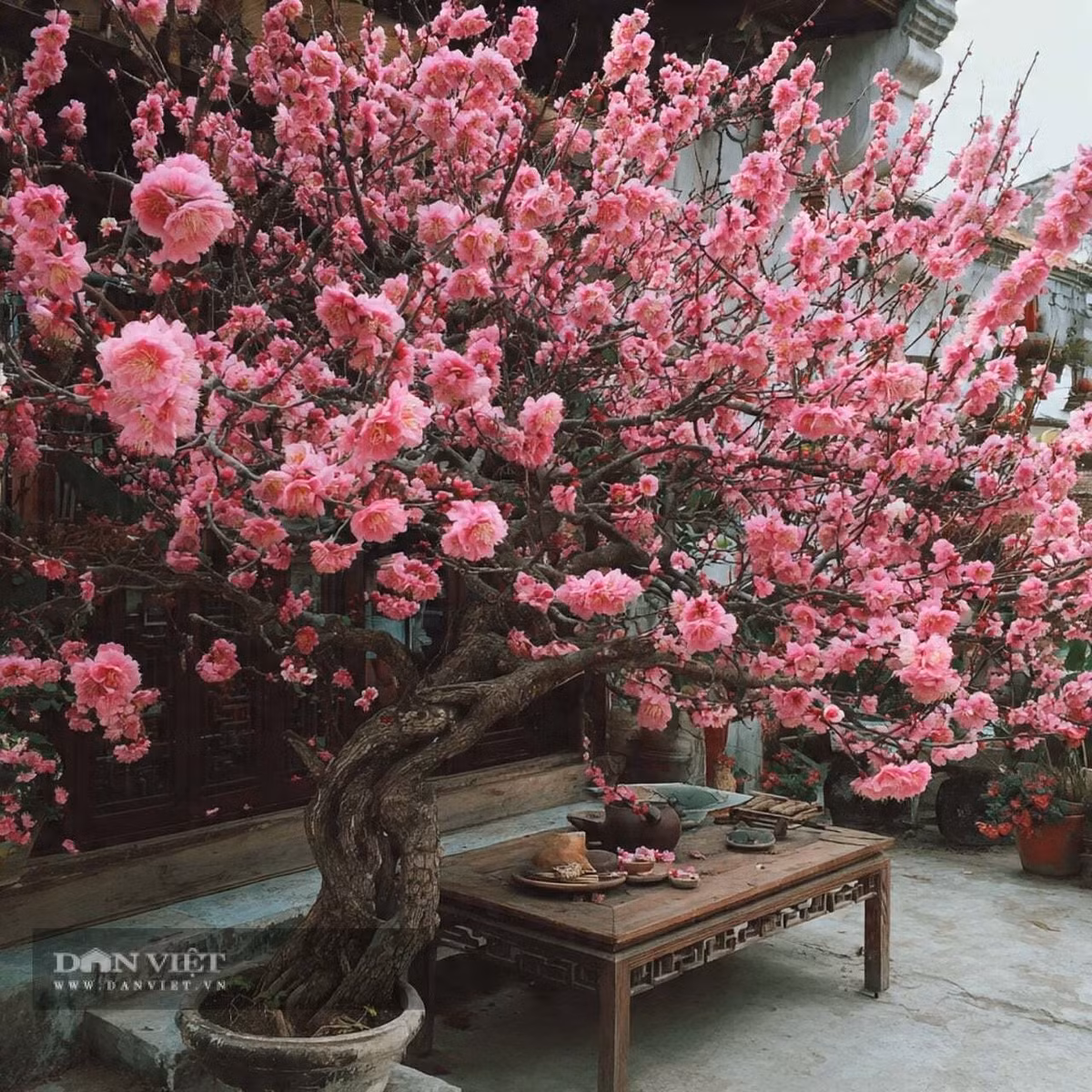 Người xưa cho rằng, trồng cây đào trong sân hoặc đặt cây đào bonsai trong nhà có thể xua đuổi tà ma