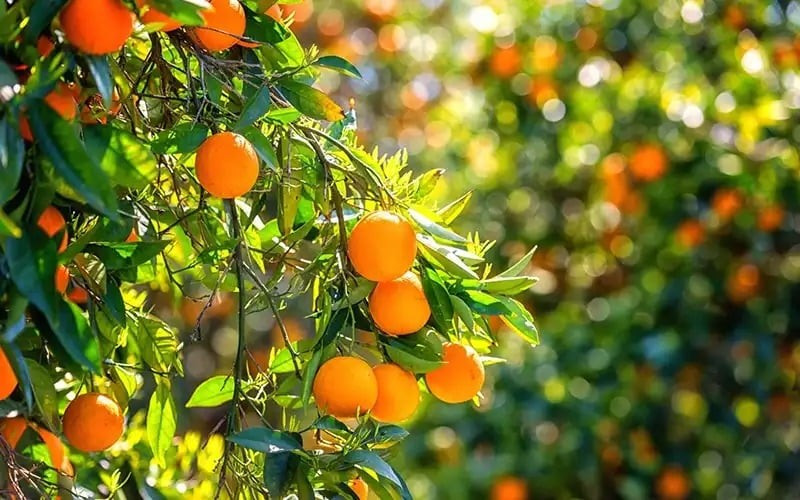 Trồng cây cam trước sân nhà không chỉ giúp tôn lên vẻ đẹp rực rỡ, sinh động mà còn hút năng lượng tích cực, mang may mắn và thịnh vượng vào tổ ấm.