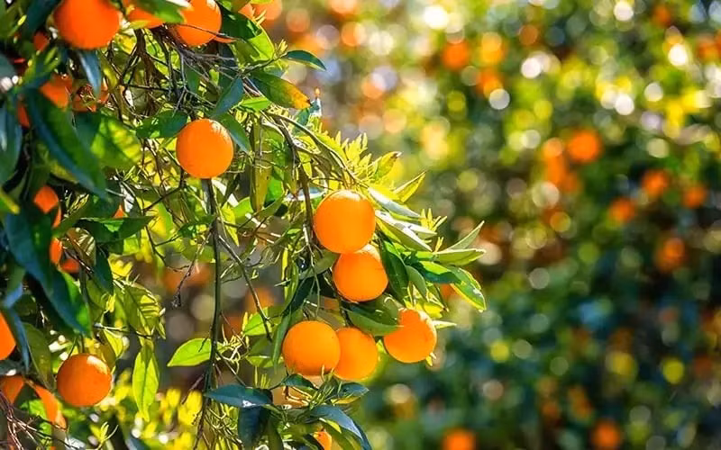 Trồng cây cam trước sân nhà không chỉ giúp tôn lên vẻ đẹp rực rỡ, sinh động mà còn hút năng lượng tích cực, mang may mắn và thịnh vượng vào tổ ấm.