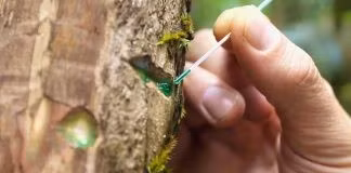 Thành công tại Malaysia mở ra tiềm năng lớn cho Việt Nam - quốc gia có địa chất tương tự ở Tây Nguyên và Đông Bắc.(Ảnh: BSA)