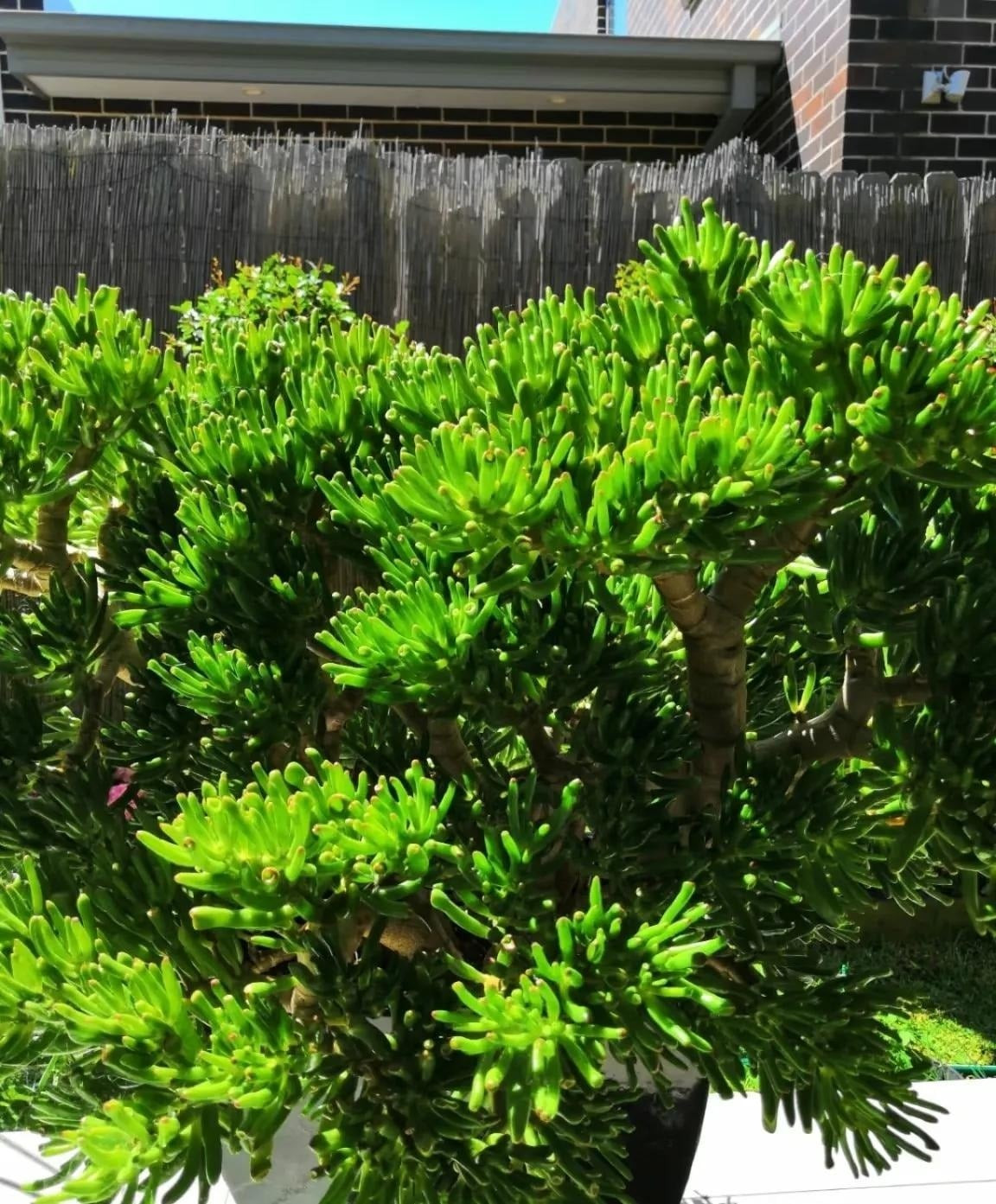 Sen đá hút tiền (Crassula ovata ‘Gollum’): Sen đá hút tiền còn gọi là sen đá ống điếu, nổi bật với lá hình ống nhỏ màu xanh, đầu lá ửng đỏ khi đủ nắng. Hình dáng độc đáo khiến nhiều người tin rằng cây có khả năng “hút” tài lộc và may mắn vào nhà.