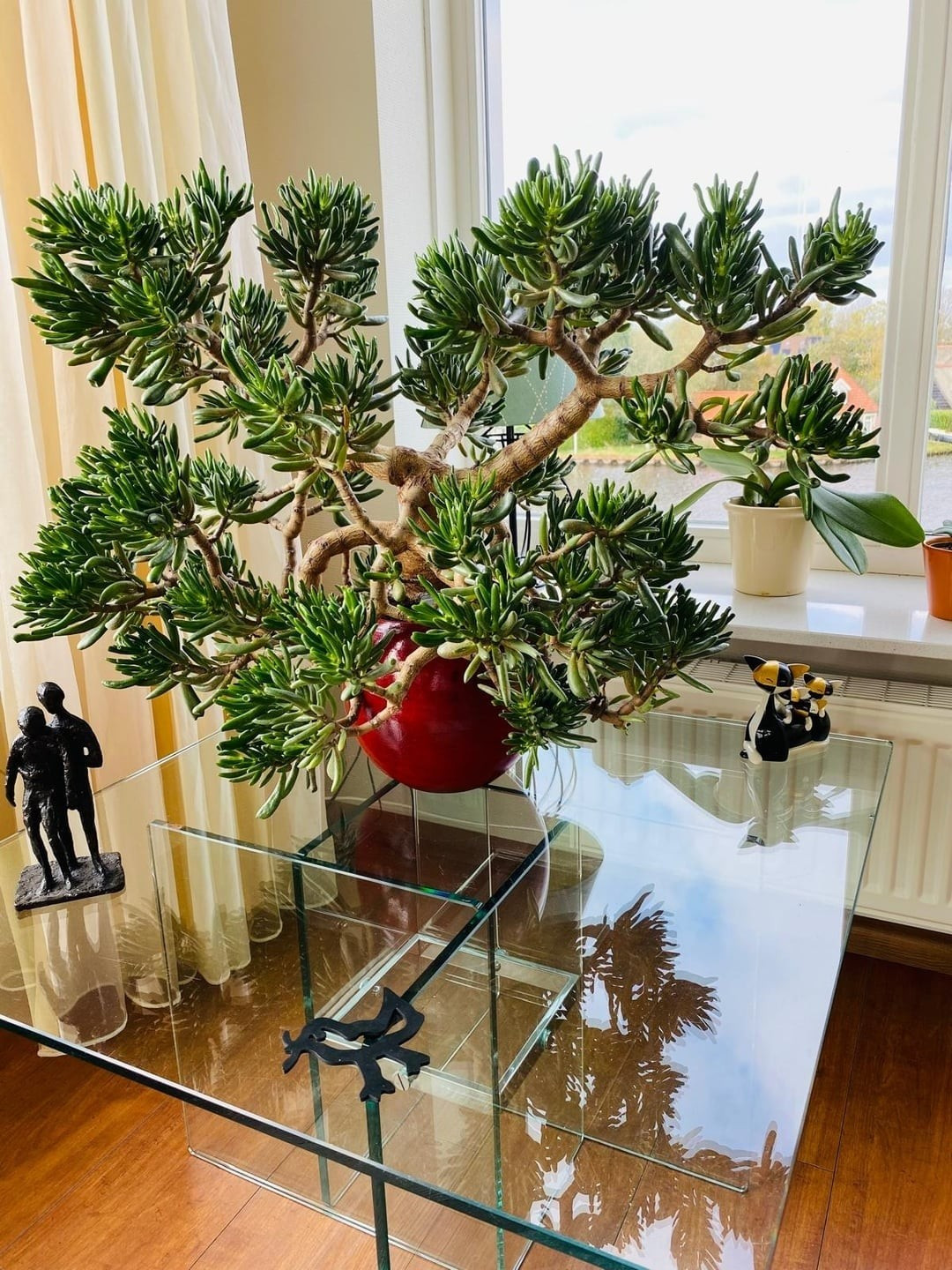 Cây nhỏ gọn, xanh quanh năm, thích hợp đặt ở phòng khách, ban công hoặc bàn làm việc. Vẻ ngoài đáng yêu cùng ý nghĩa phong thủy tốt lành khiến đây trở thành lựa chọn phổ biến dịp Tết.