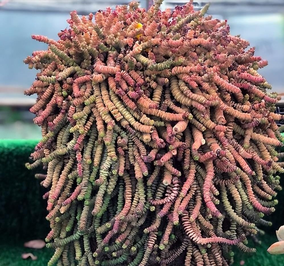 Sen đá chuỗi tiền (Crassula perforata): Sen đá chuỗi tiền có lá mọng xếp tầng như những đồng xu xâu lại với nhau, tượng trưng cho sự tích lũy của cải và cuộc sống sung túc. Hình dáng lạ mắt, lá xanh mướt viền đỏ nhẹ tạo điểm nhấn trang trí ấn tượng.