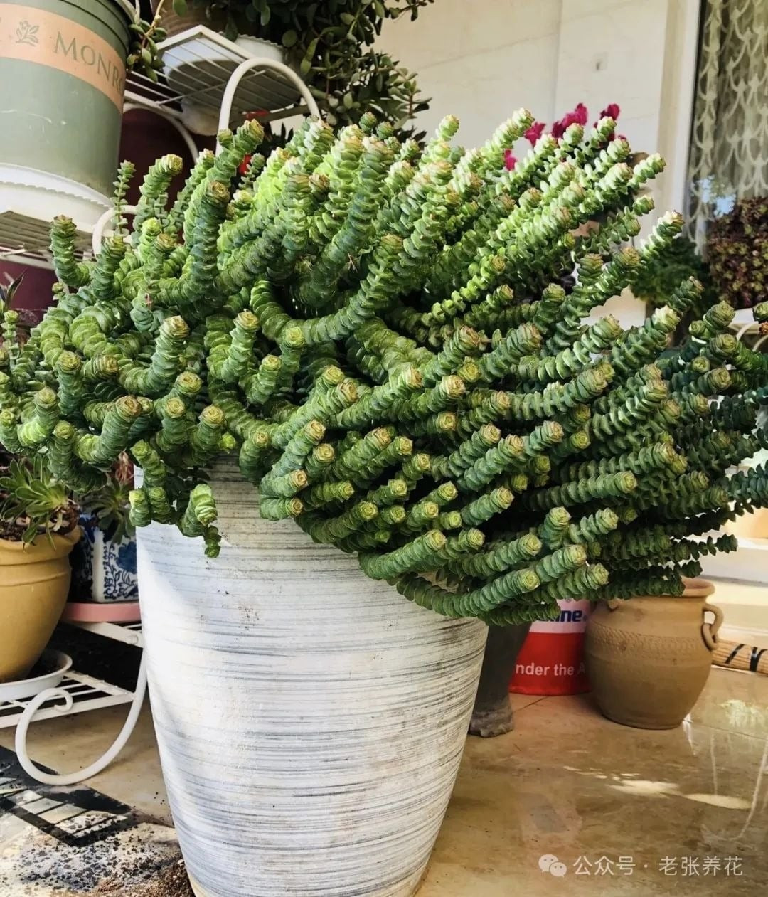 Cây thường được đặt trên bàn làm việc hoặc kệ sách, vừa làm đẹp không gian vừa mang ý nghĩa chiêu tài, thăng tiến. Tên gọi “chuỗi tiền” gợi liên tưởng đến nguồn tài lộc dồi dào, liên tục.